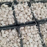 سیر درجه 1