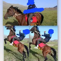 اسب