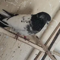 کبوتر نقشی