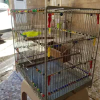 قفس سره