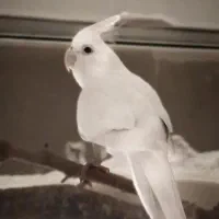 عروس هلندی خونگی
