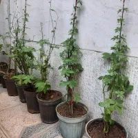 گل پیچک سوئدی و ناز آفتابی