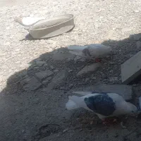 پرنده|پرنده|بروجرد, |دیوار