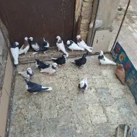 فروش|پرنده|کشکوئیه, |دیوار