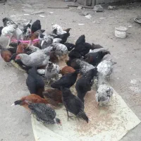 نیمچه جوجه محلی