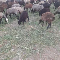 بره نر پایی پروار۳۰ تا ۳۵