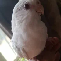 عروس هلندی البینو چشم شرابی