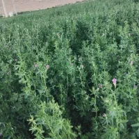 فروش. ینجه پرس درجه یک.  چین سوم.  پر برگ ساق دار