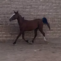 اسب مادیان