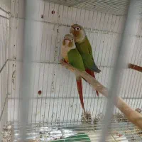 فروش گیرینچیک مولد بشرط