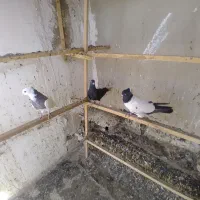 ۳تانر درجه یک عالی مهرمهر.