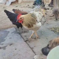 خروس گلپیگان ۸۰۰تومان