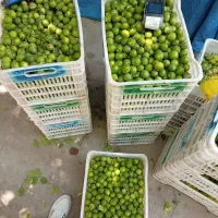 لیمو شهر اسیر