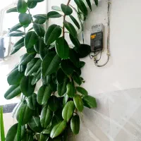 گل وگیاه طبیعی