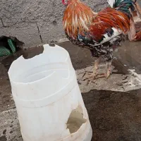 خروس گلین