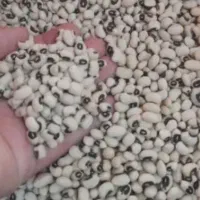 لوبیا چشم بلبلی