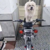 یک سگ خوشکل