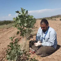 پیوند پسته وگل رز