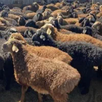 گوسفند زنده وخدمات قصابی