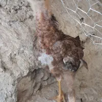 مرغ لاری با جوجه