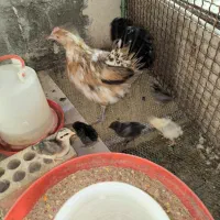 مرغ گلین کرچ