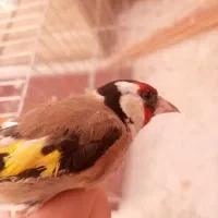 جفت سهره با قفس وسایل