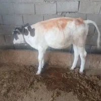 گاو با ۲تا گوساله