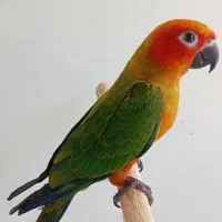 طوطی خورشیدی