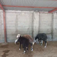 ۱۱۵میلیون