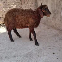 بره نر
