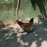مرغ تخمگذار