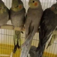 فروش تعدادی طوطی عروس هلندی نر ماده