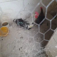 مرغ و خروس محلی