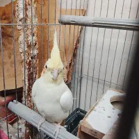 عروس هلندی ماده