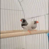 فنچ لپ سیاه