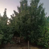 مرزیجران ویلایی  جاده آسفالت داخل شهرک ویلایی