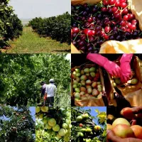 نیروی آقاوخانم برای میوه شلیل تسویه هر روز سر باغ