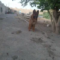 سگ ژرمن