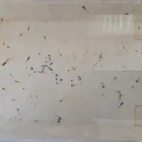 فروش بچه ماهی گوپی