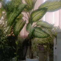 گل طبیعی دیفن باخیا