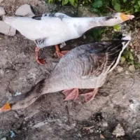 غاز