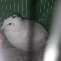 بلدرچین