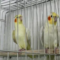 عروس هلندی نر و‌ماده اماده جوجه کشی