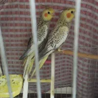 عروس هلندی (شهریار اندیشه فردوسیه )