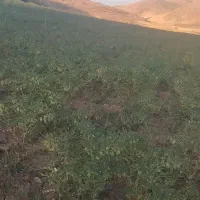 نیازمند کارگر جهت چیدن نخود