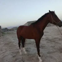 اسب