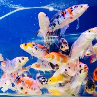 ماهی کوی سایز درشت