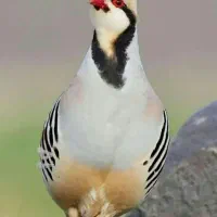 بلدرچین کوهی جوجه مرغ خروس ماهی