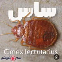 سم پاشی دفع تمام حشرات خانگی  ۱۰۰ درصد تضمینی