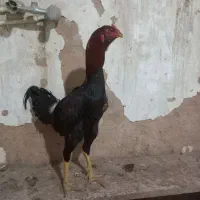 خروس لاری درجه یک
